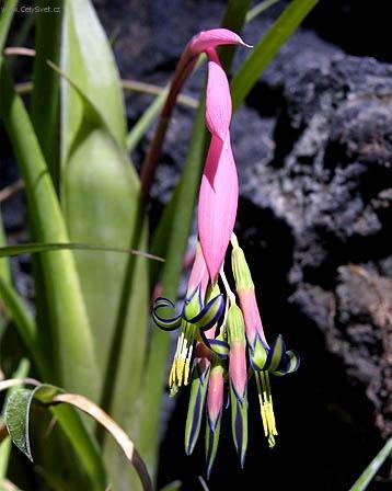 Фотографии к статье: Бильбергия (Billbergia)