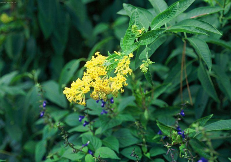 Фотографии к статье: Цеструм (Cestrum)