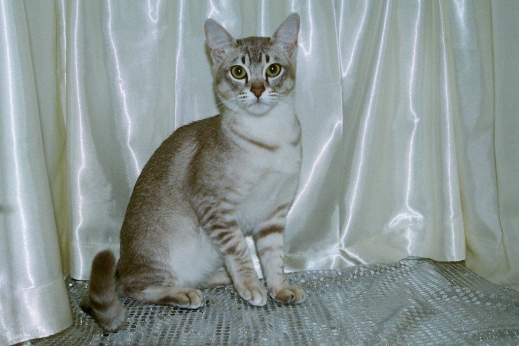 Фотографии к статье: Азиатская табби кошка (Asian Tabby Cat) / Советы по уходу и воспитанию породы кошек, описание кошки, помощь при болезнях, фотографии, дискусии и форум.