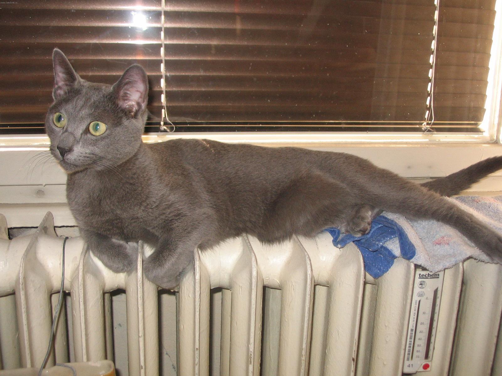 Фотографии к статье: Русская голубая кошка (Russian Blue Cat) / Советы по уходу и воспитанию породы кошек, описание кошки, помощь при болезнях, фотографии, дискусии и форум.