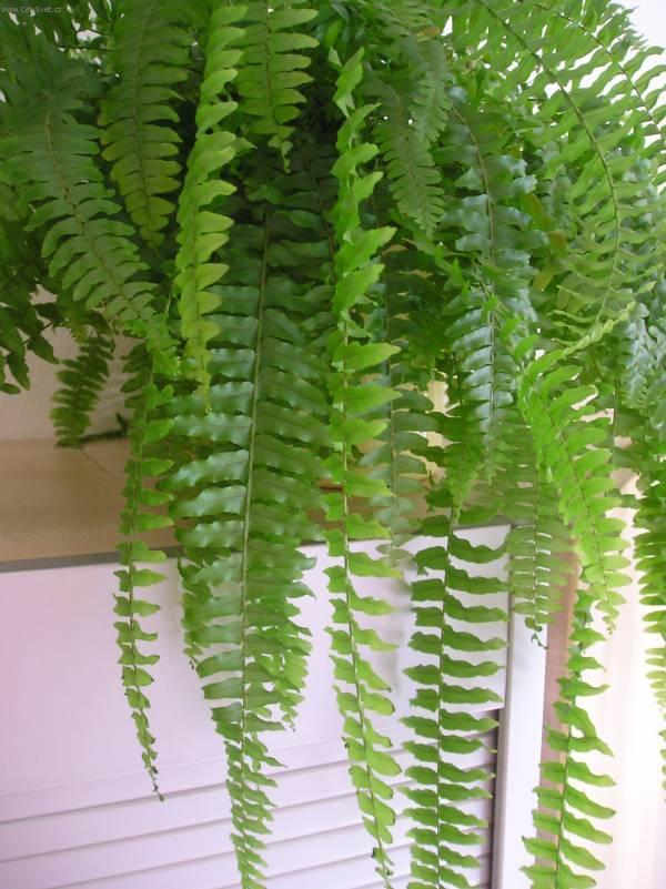 Фотографии к статье: Нефролепис возвышенный (Nephrolepis exaltata)