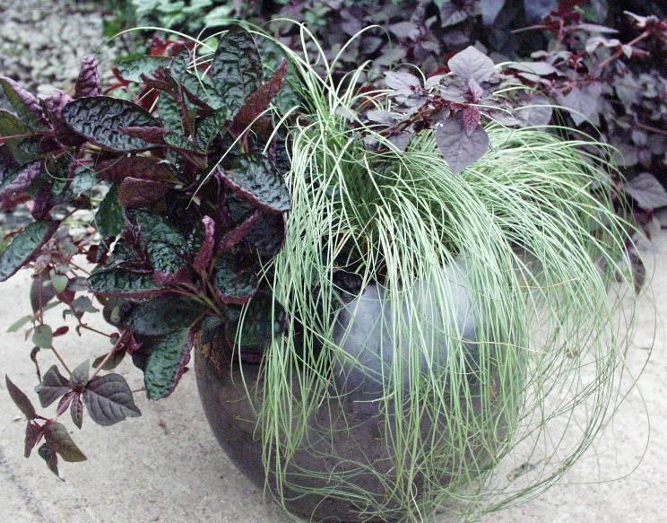 Фотографии к статье: Осока Морроу (Carex morrowii Variegata)