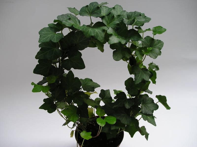 Фотографии к статье: Плющ обыкновенный (Hedera helix)