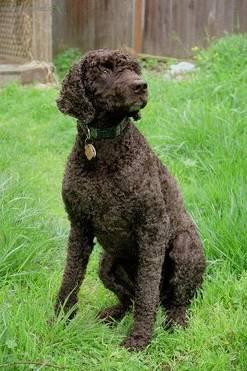 Фотографии к статье: Американский водяной спаниель (American Water Spaniel) / Советы по уходу и воспитанию породы собак, описание собаки, помощь при болезнях, фотографии, дискусии и форум.
