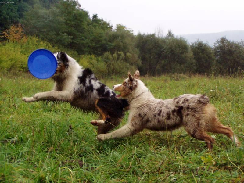 Фотографии к статье: Австралийская овчарка (Australian Shepherd Dog) / Советы по уходу и воспитанию породы собак, описание собаки, помощь при болезнях, фотографии, дискусии и форум.