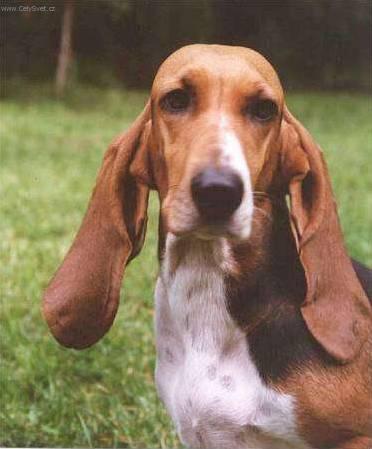 Фотографии к статье: Бассет артезиано-нормандский (Basset artesien normand) / Советы по уходу и воспитанию породы собак, описание собаки, помощь при болезнях, фотографии, дискусии и форум.