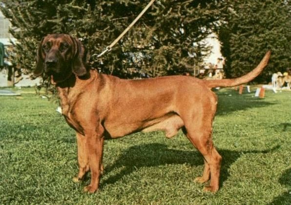 Фотографии к статье: Баварская горная гончая (Bayriswcher Gebirgsschweisshund, Bavarian Mountain Scenthound) / Советы по уходу и воспитанию породы собак, описание собаки, помощь при болезнях, фотографии, дискусии и форум.