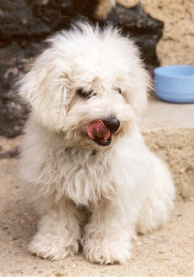 Фотографии к статье: Бишон фризе (кудрявый бишон) (Bichon frise) / Советы по уходу и воспитанию породы собак, описание собаки, помощь при болезнях, фотографии, дискусии и форум.
