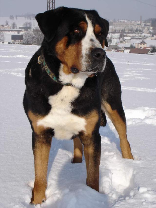 Фотографии к статье: Большой швейцарский зенненхунд (Grosser Schweizer Sennenhund) / Советы по уходу и воспитанию породы собак, описание собаки, помощь при болезнях, фотографии, дискусии и форум.