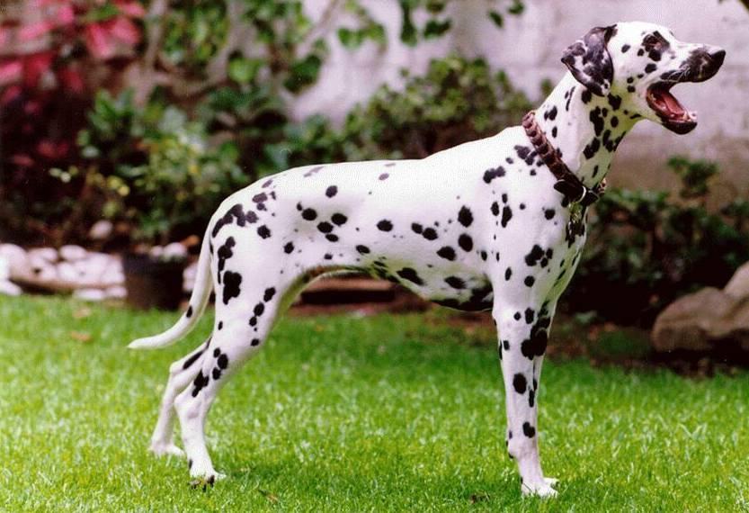 Фотографии к статье: Далматин (Dalmatinac, Dalmatian) / Советы по уходу и воспитанию породы собак, описание собаки, помощь при болезнях, фотографии, дискусии и форум.