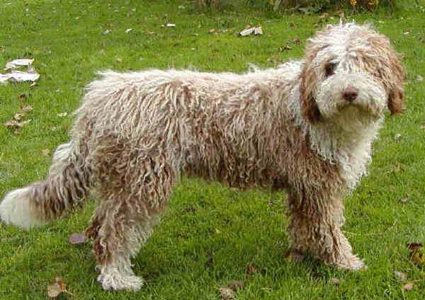 Фотографии к статье: Испанская водяная собака (Spanish Water Dog) / Советы по уходу и воспитанию породы собак, описание собаки, помощь при болезнях, фотографии, дискусии и форум.