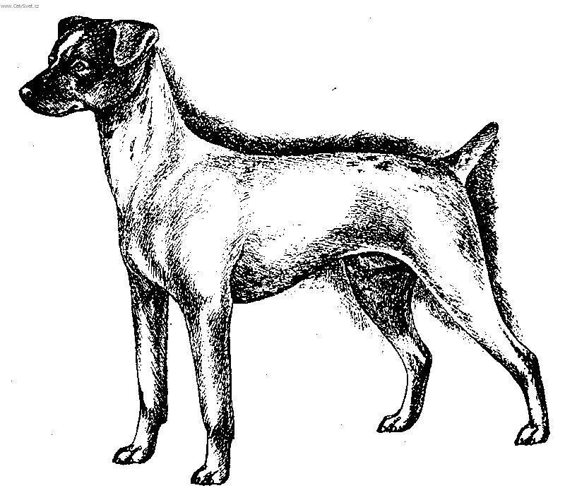Фотографии к статье: Японский терьер (Japanese Terrier, Nihon Terrier) / Советы по уходу и воспитанию породы собак, описание собаки, помощь при болезнях, фотографии, дискусии и форум.