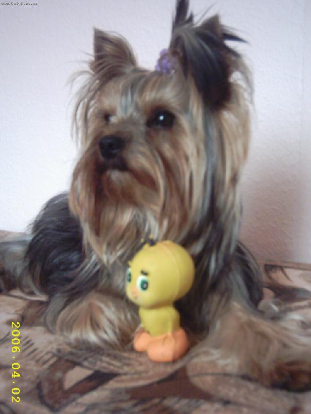 Фотографии к статье: Йоркширский терьер (Yorkshire Terrier) / Советы по уходу и воспитанию породы собак, описание собаки, помощь при болезнях, фотографии, дискусии и форум.