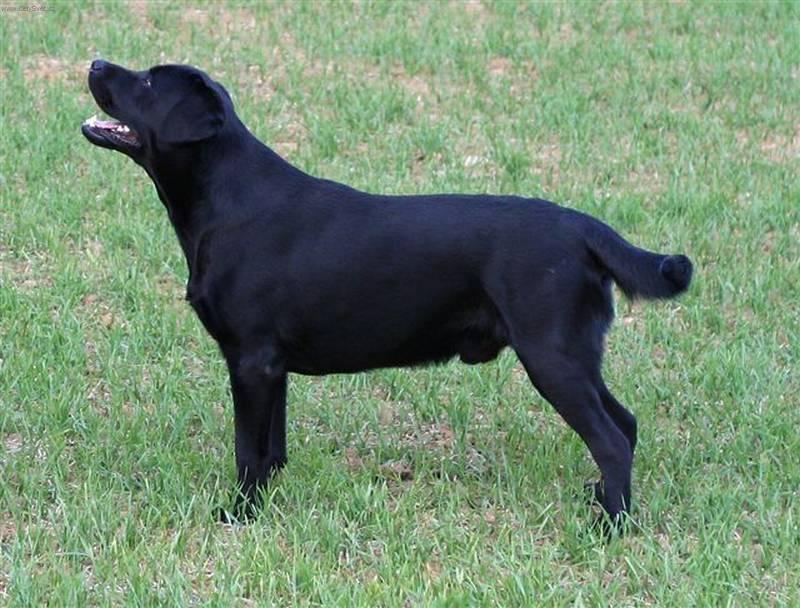 Фотографии к статье: Лабрадор-ретривер (Labrador Retriever) / Советы по уходу и воспитанию породы собак, описание собаки, помощь при болезнях, фотографии, дискусии и форум.