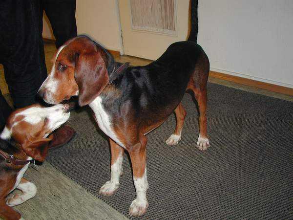 Фотографии к статье: Немецкая гончая (Deutsche Bracke, German Hound) / Советы по уходу и воспитанию породы собак, описание собаки, помощь при болезнях, фотографии, дискусии и форум.