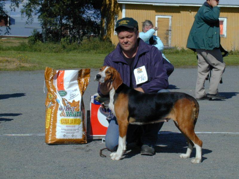 Фотографии к статье: Трехцветная финская гончая (Suomenajokoira, Finnish Hound) / Советы по уходу и воспитанию породы собак, описание собаки, помощь при болезнях, фотографии, дискусии и форум.