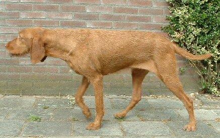 Фотографии к статье: Венгерская жесткошерстная легавая (Выжла) (Hungarian Wire-haired Pointer (vizsla)) / Советы по уходу и воспитанию породы собак, описание собаки, помощь при болезнях, фотографии, дискусии и форум.