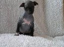 Фотография: ???????????? Hairless Terrier