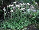 Фотография: Antennaria dioica