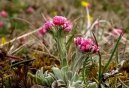 Фотография: Antennaria dioica