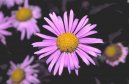 Фотография: Aster alpinus