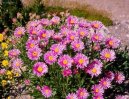 Фотография: Aster alpinus