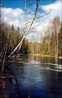 Фотография: Betula verrucosa Ehrt