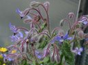 Фотография: Borago officinalis L.