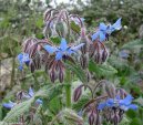 Фотография: Borago officinalis L.