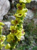 Фотография: Verbascum thapsiforme Schrad., Verbascum phlomoides L