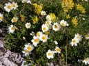 Фотография: Dryas octopetala