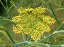 Фотография: Foeniculum officinalis