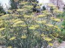 Фотография: Foeniculum officinalis