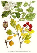 Фотография: Crataegus oxyacantha