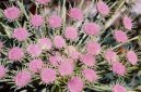 Фотография: Dianthus Alpinus