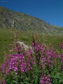 Фотография: Dianthus Alpinus