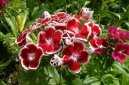 Фотография: Dianthus barbatus