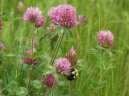 Фотография: Trifolium pratense