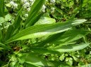 Фотография: Plantago lanceolata