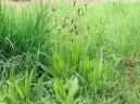 Фотография: Plantago lanceolata