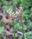 Фотография: Plantago lanceolata