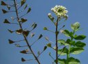 Фотография: Capsella bursa-pastoris