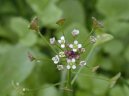 Фотография: Capsella bursa-pastoris