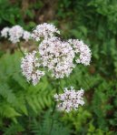 Фотография: Valeriana officinalis L.