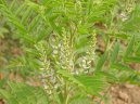 Фотография: Glycyrrhiza glabra