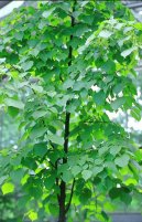 Фотография: Tilia europaea