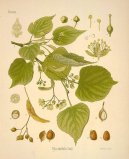 Фотография: Tilia europaea