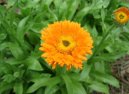 Фотография: Calendula officinalis L.