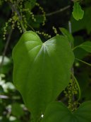 Фотография: Dioscorea villosa L.