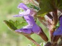 Фотография: Glechoma hederacea L